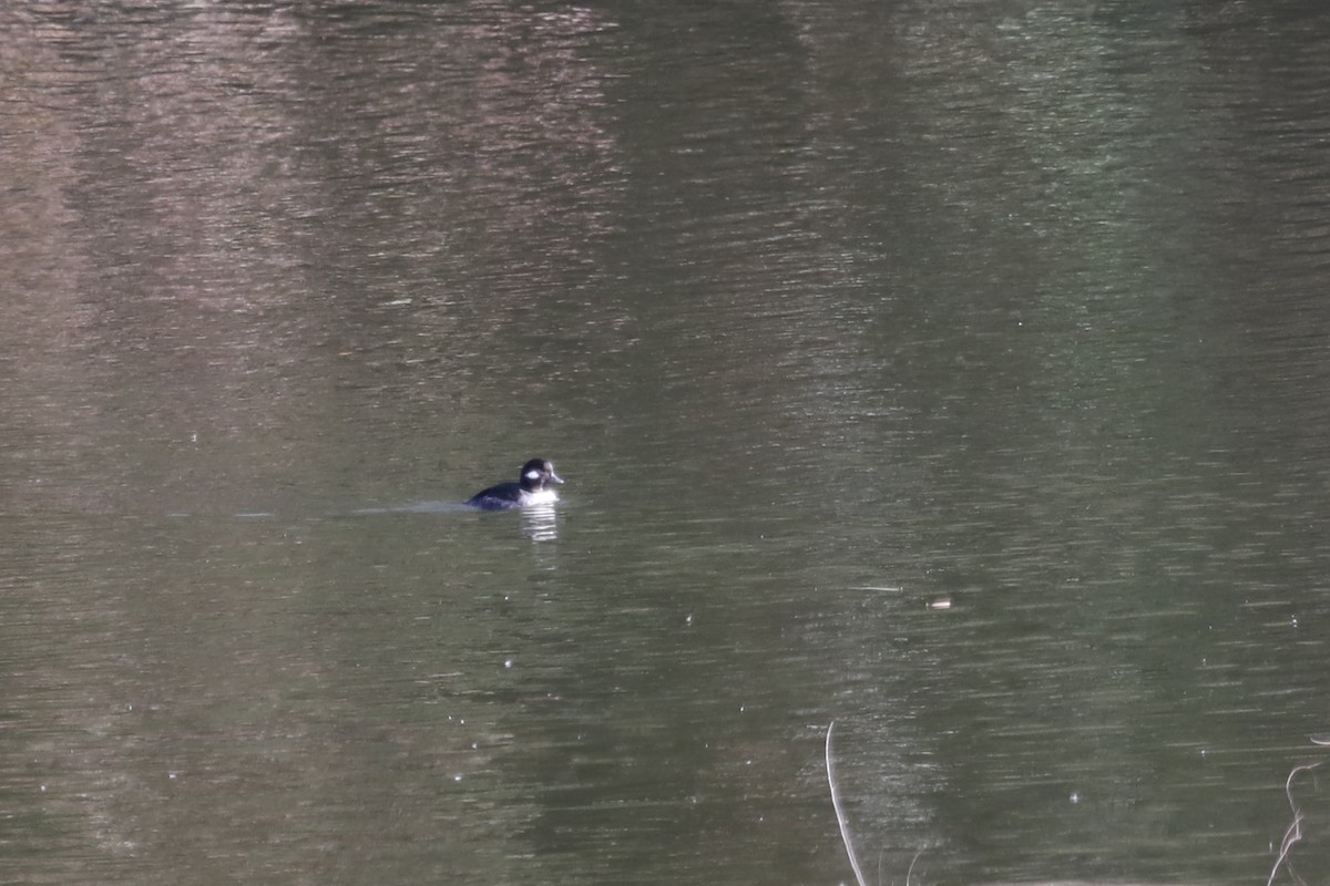 Bufflehead - ML407304811