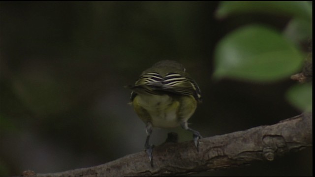 Blue-headed Vireo - ML407308