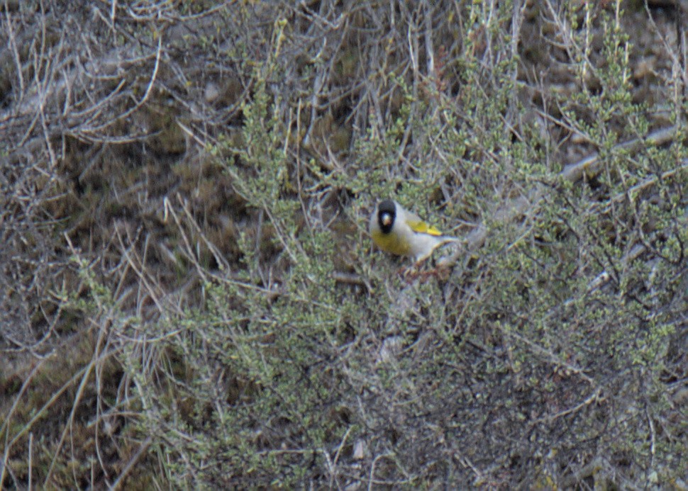 Lawrence's Goldfinch - Sam Rawlins