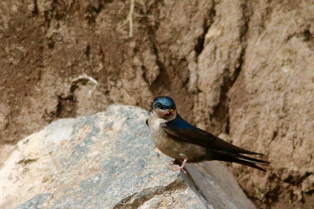 Hirondelle à ventre brun - ML40730941