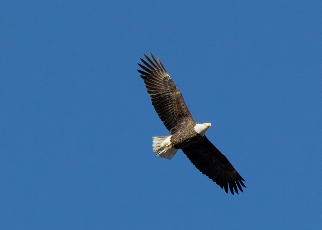 Bald Eagle - Anne Greene