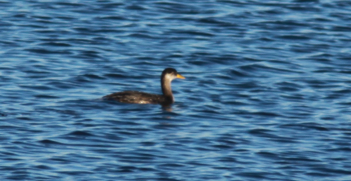 Red-necked Grebe - ML40731291