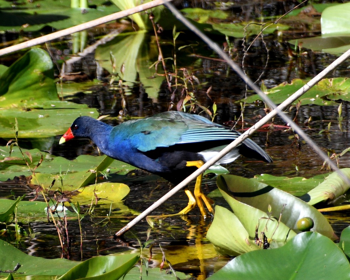 Purple Gallinule - ML407316871