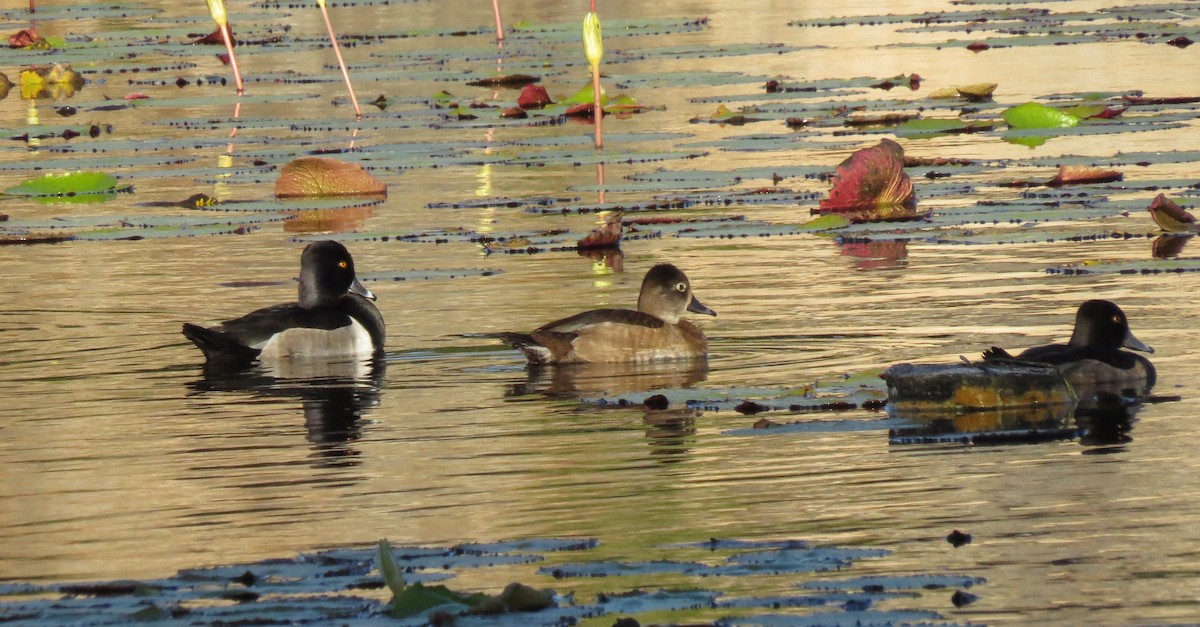 Ring-necked Duck - Beverley Scott