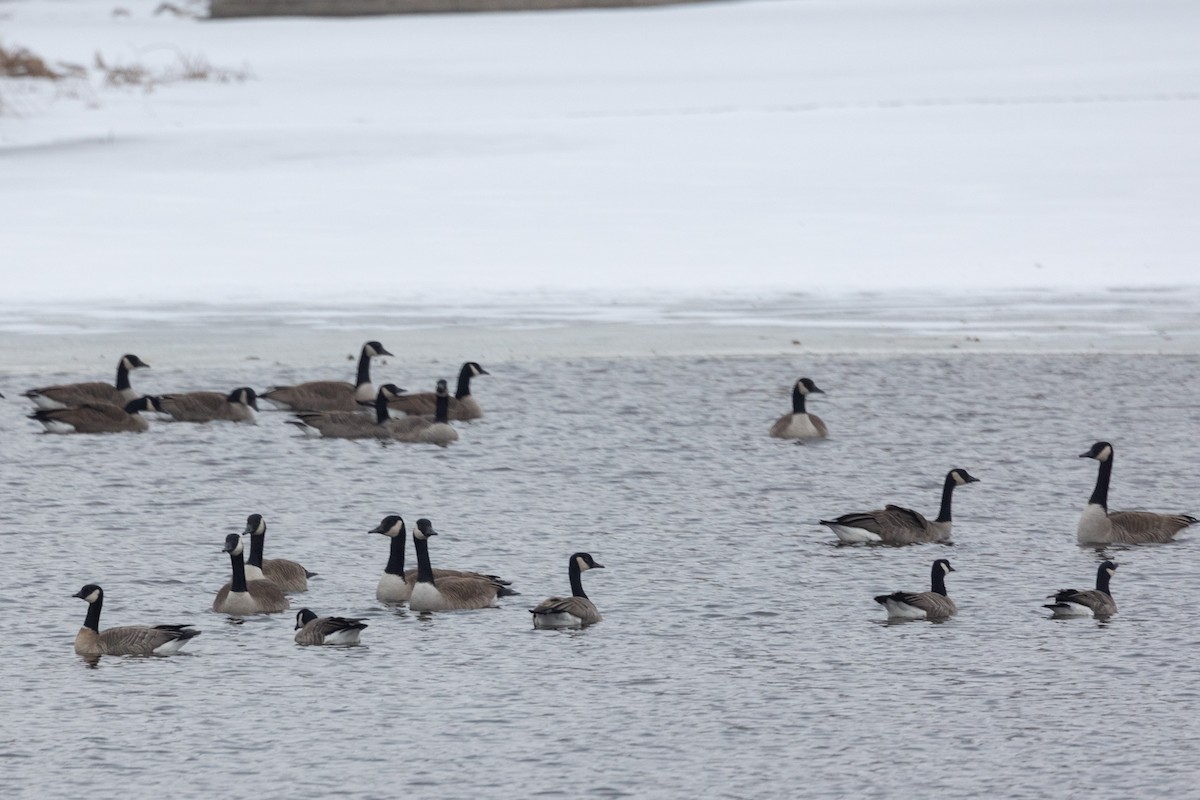 Cackling Goose - Josh Engel