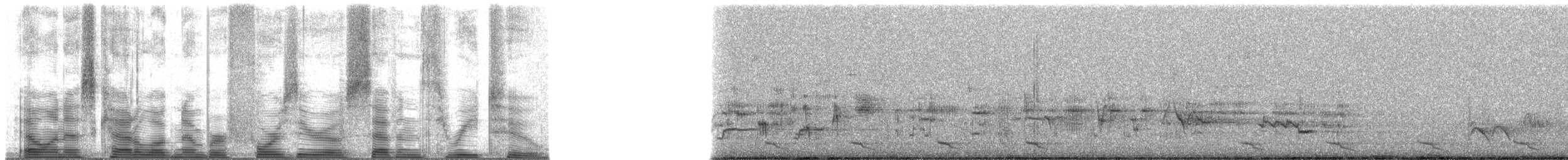 Toucanet émeraude (groupe prasinus) - ML40732