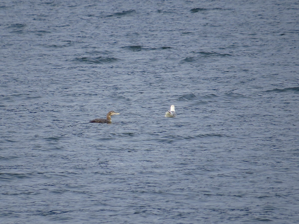 Yellow-billed Loon - ML407320591