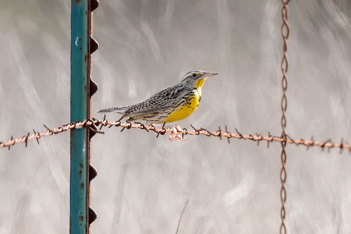 Western Meadowlark - ML407320851