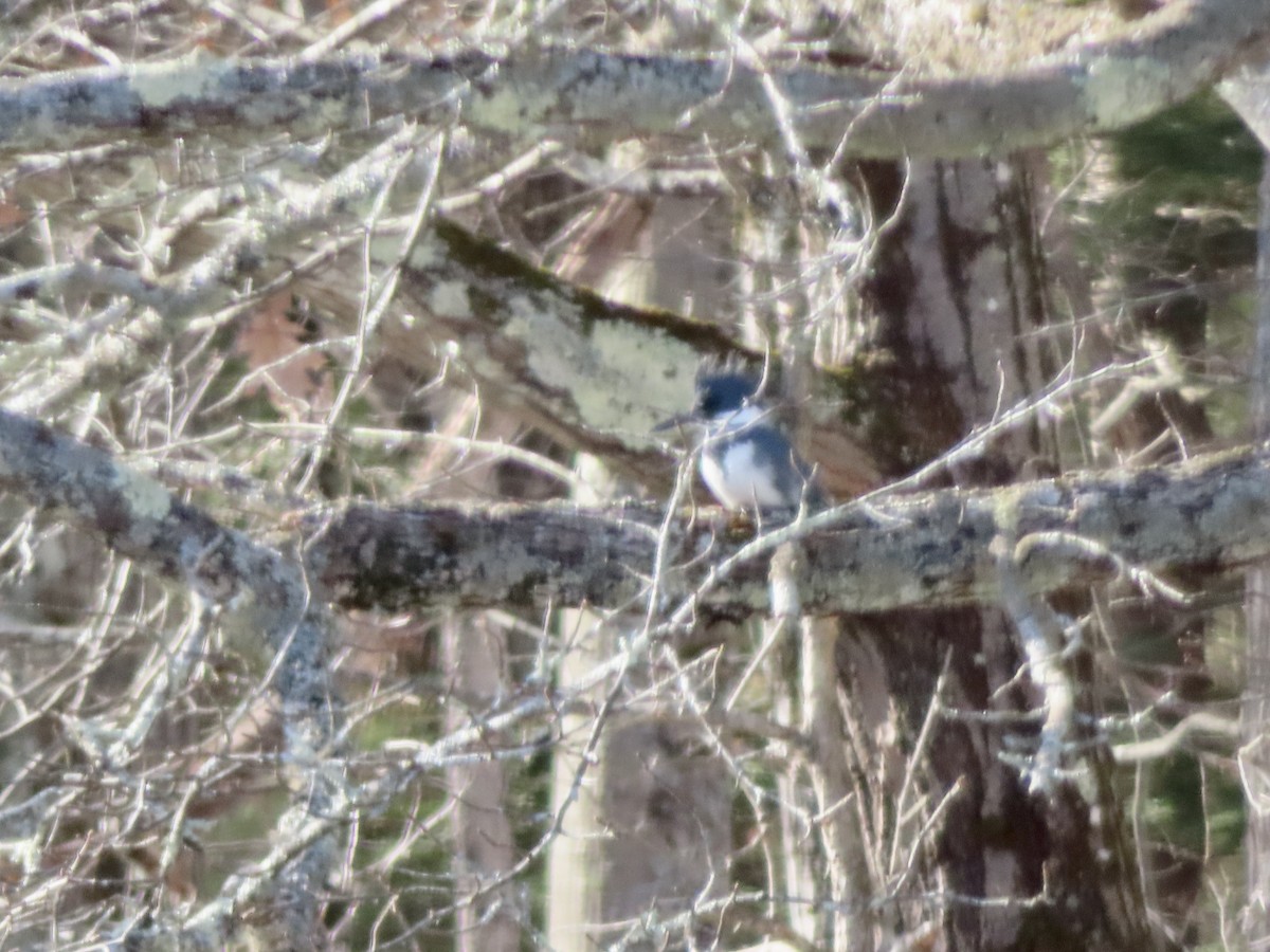 Belted Kingfisher - ML407320941