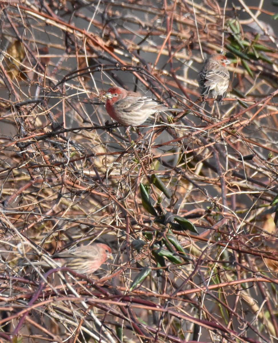 House Finch - ML407321531