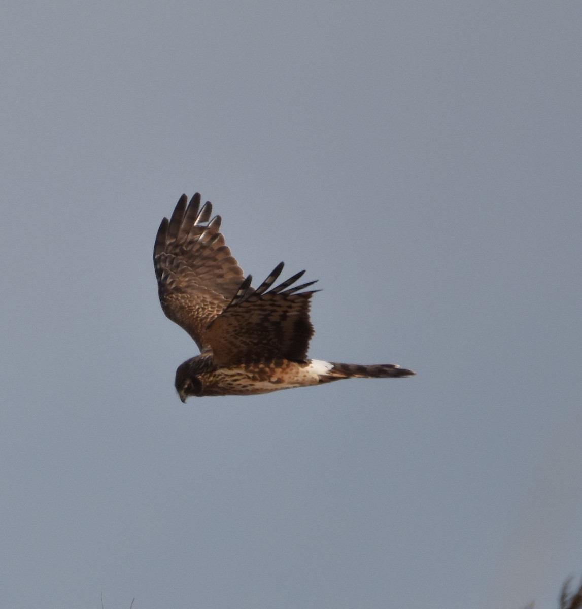 Northern Harrier - Barbara Seith