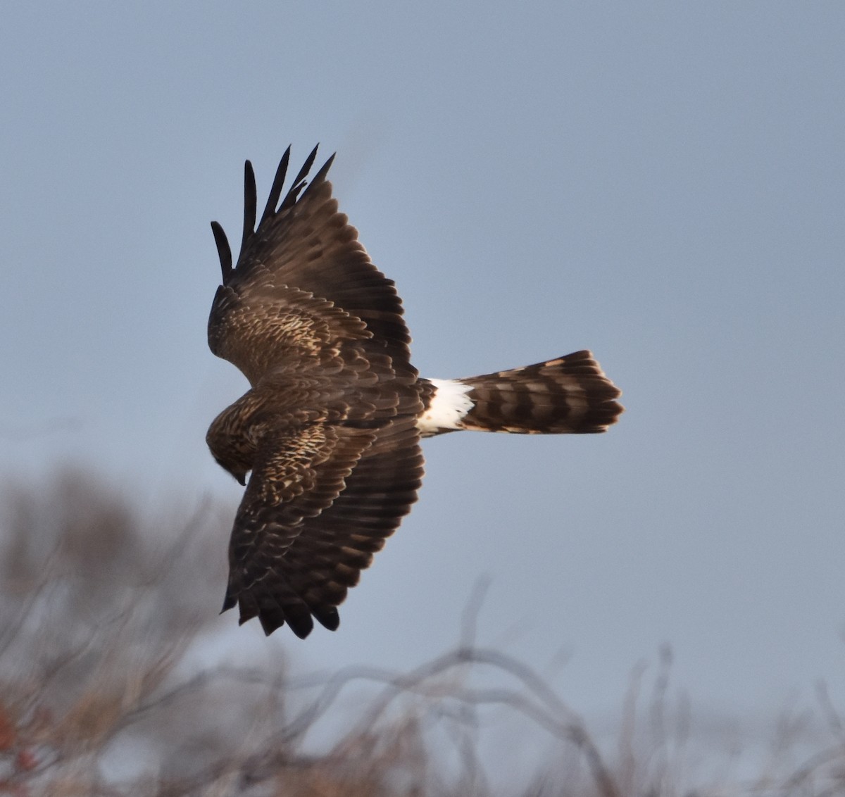 Northern Harrier - ML407322121