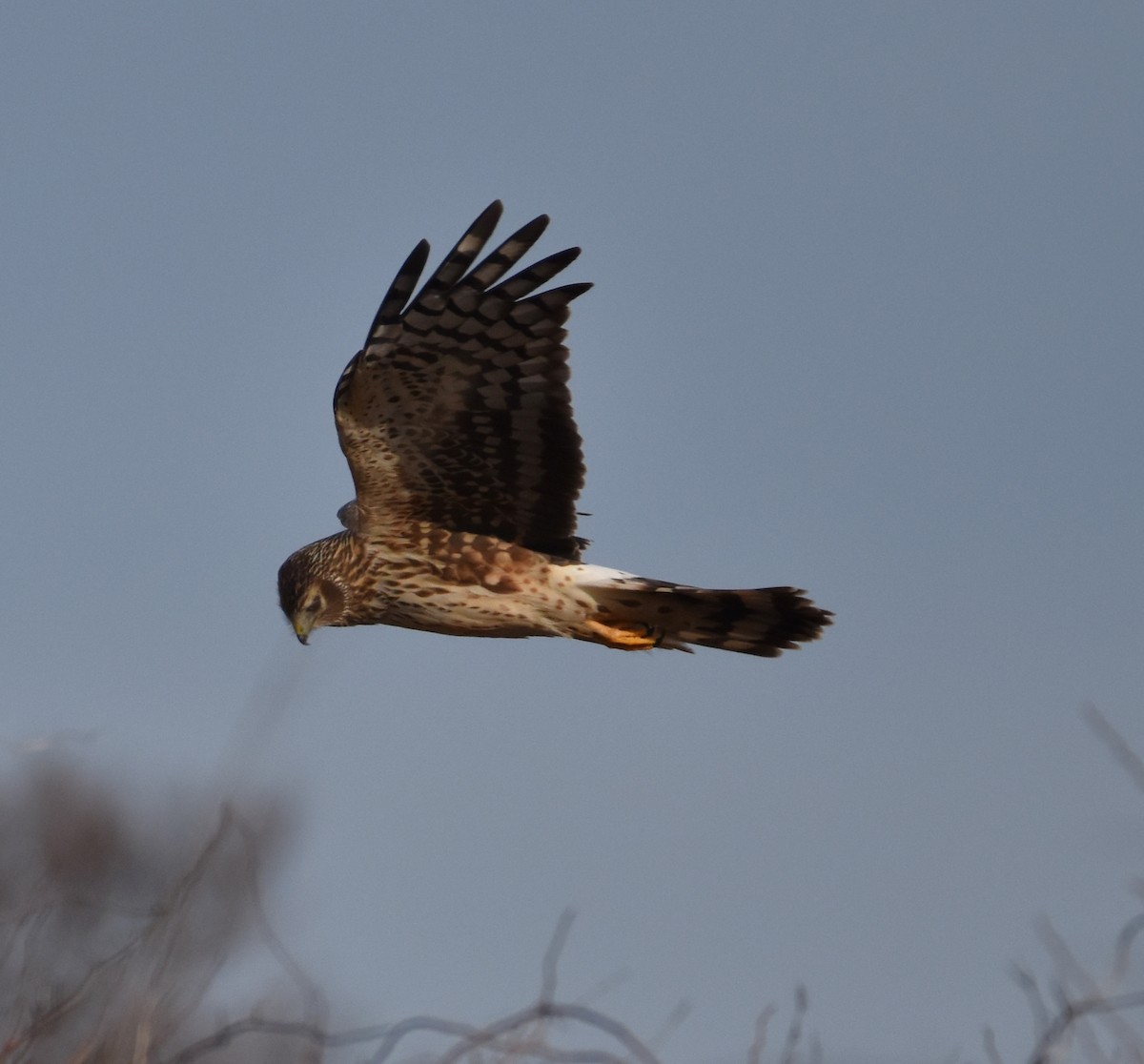 Northern Harrier - ML407322131