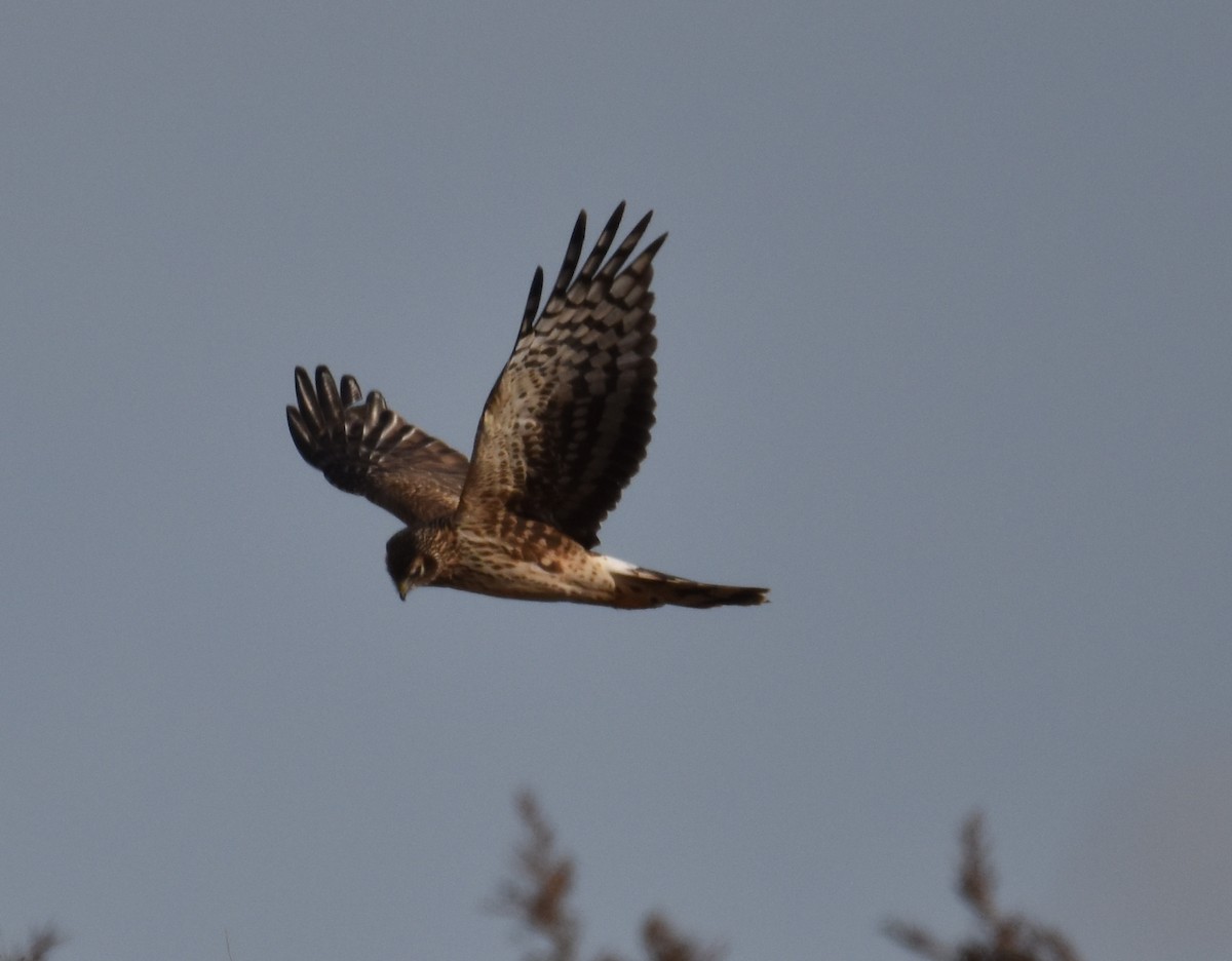 Northern Harrier - Barbara Seith