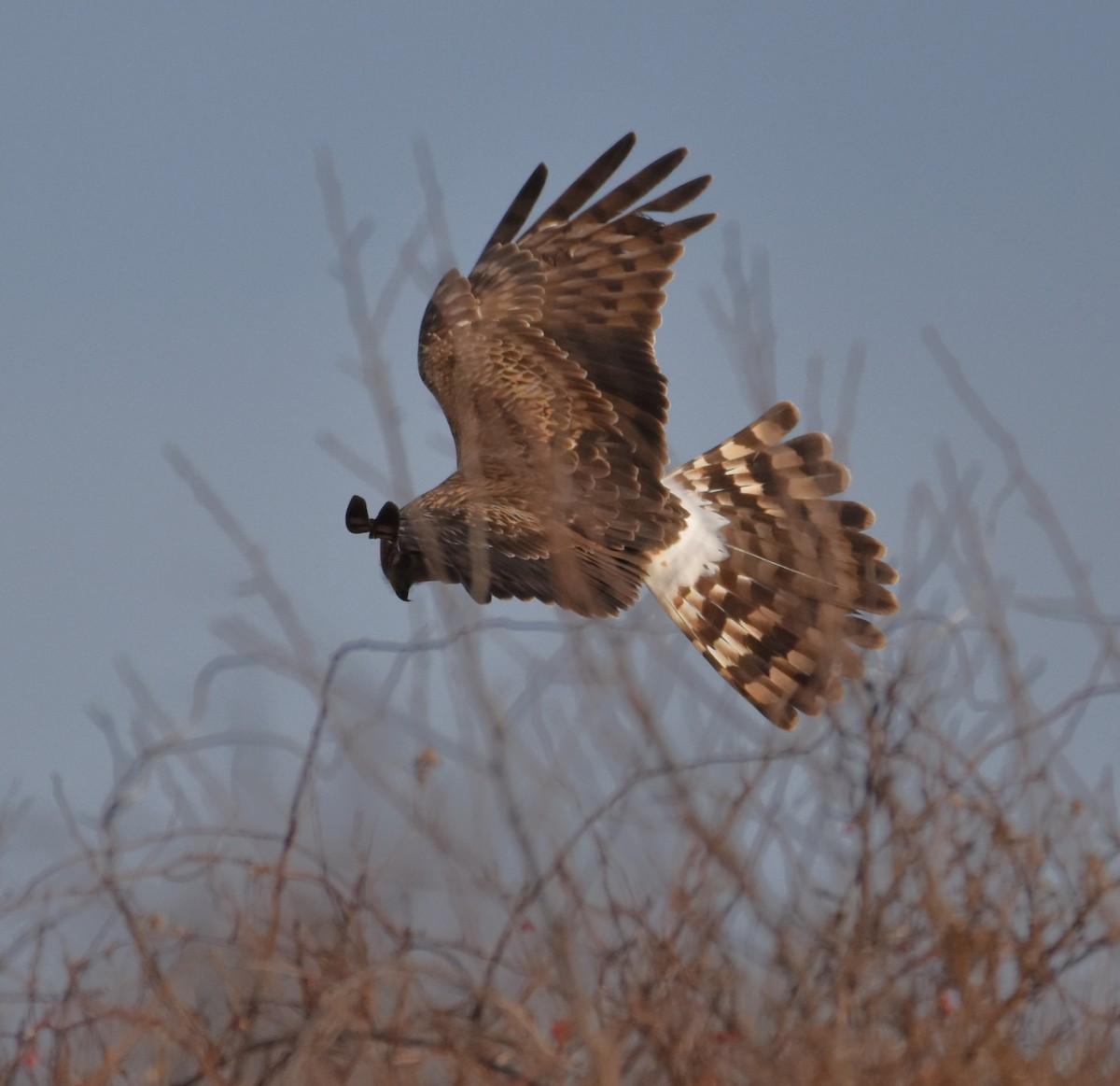 Northern Harrier - ML407322161