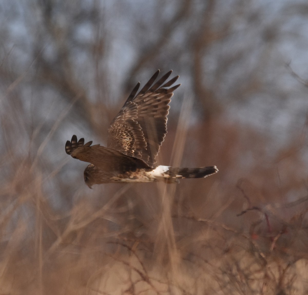 Northern Harrier - ML407322211