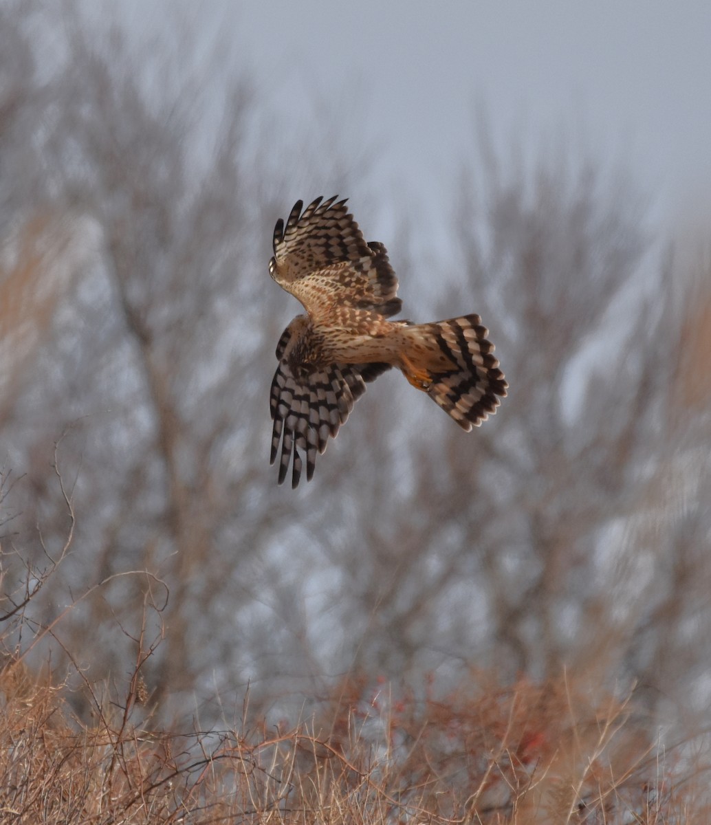 Northern Harrier - ML407322221