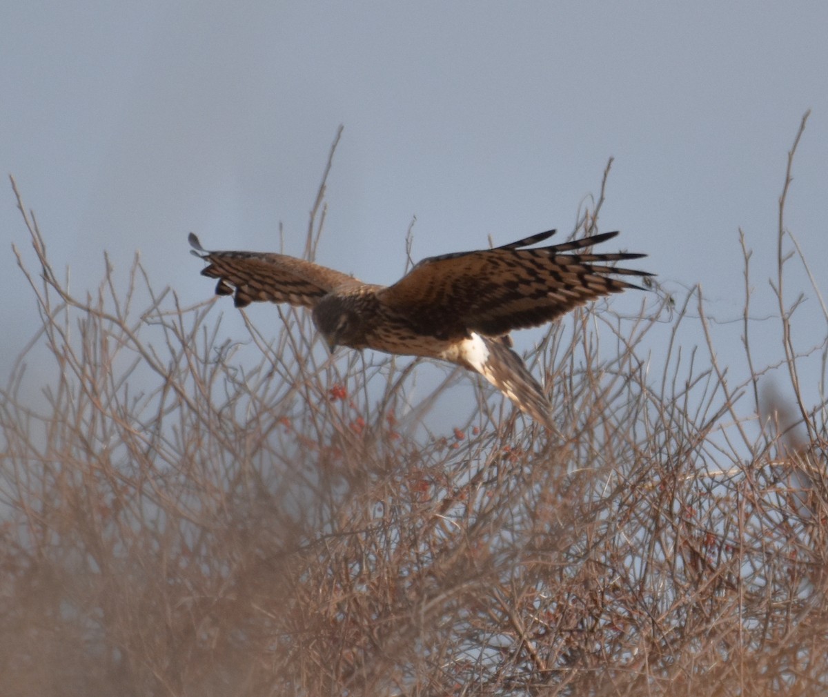 Northern Harrier - ML407322231