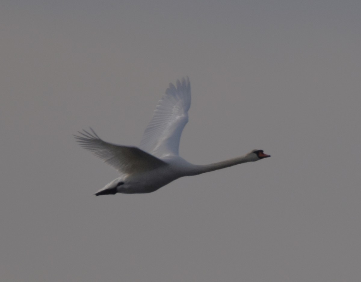 Mute Swan - ML407322281