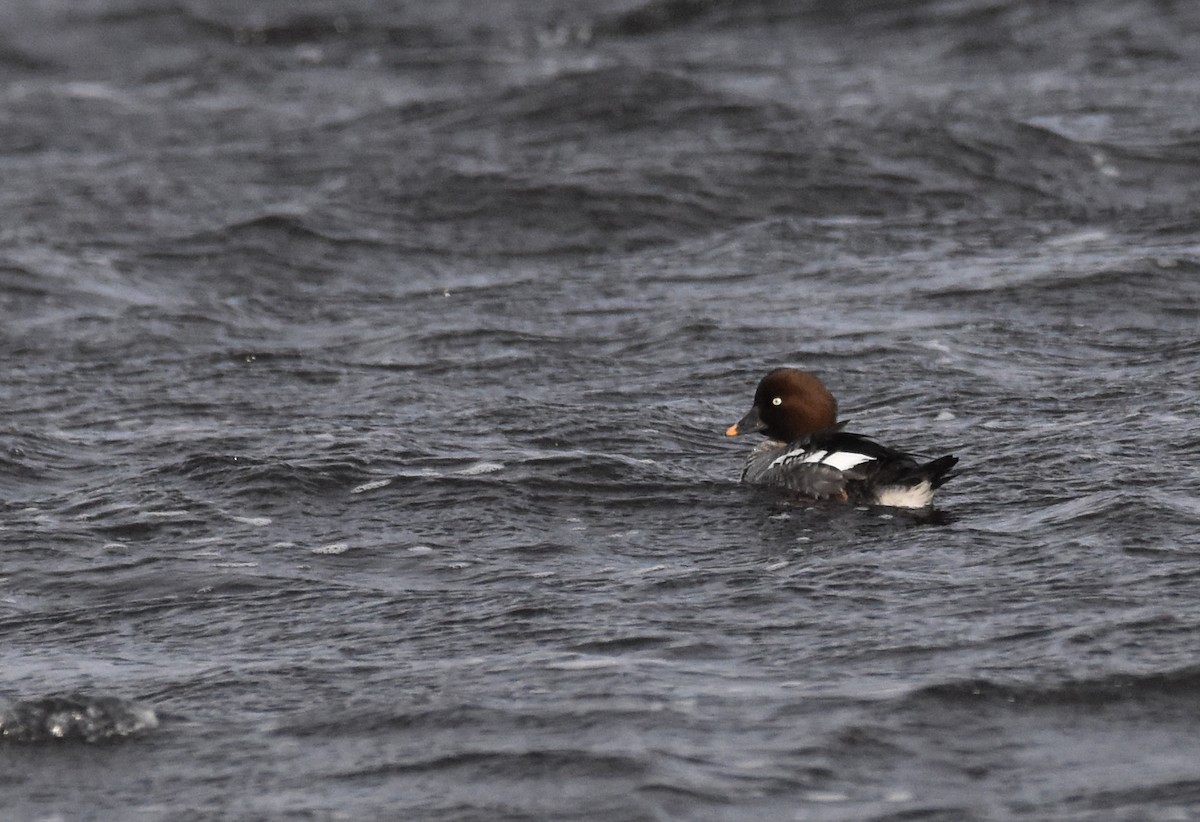 Common Goldeneye - Barbara Seith