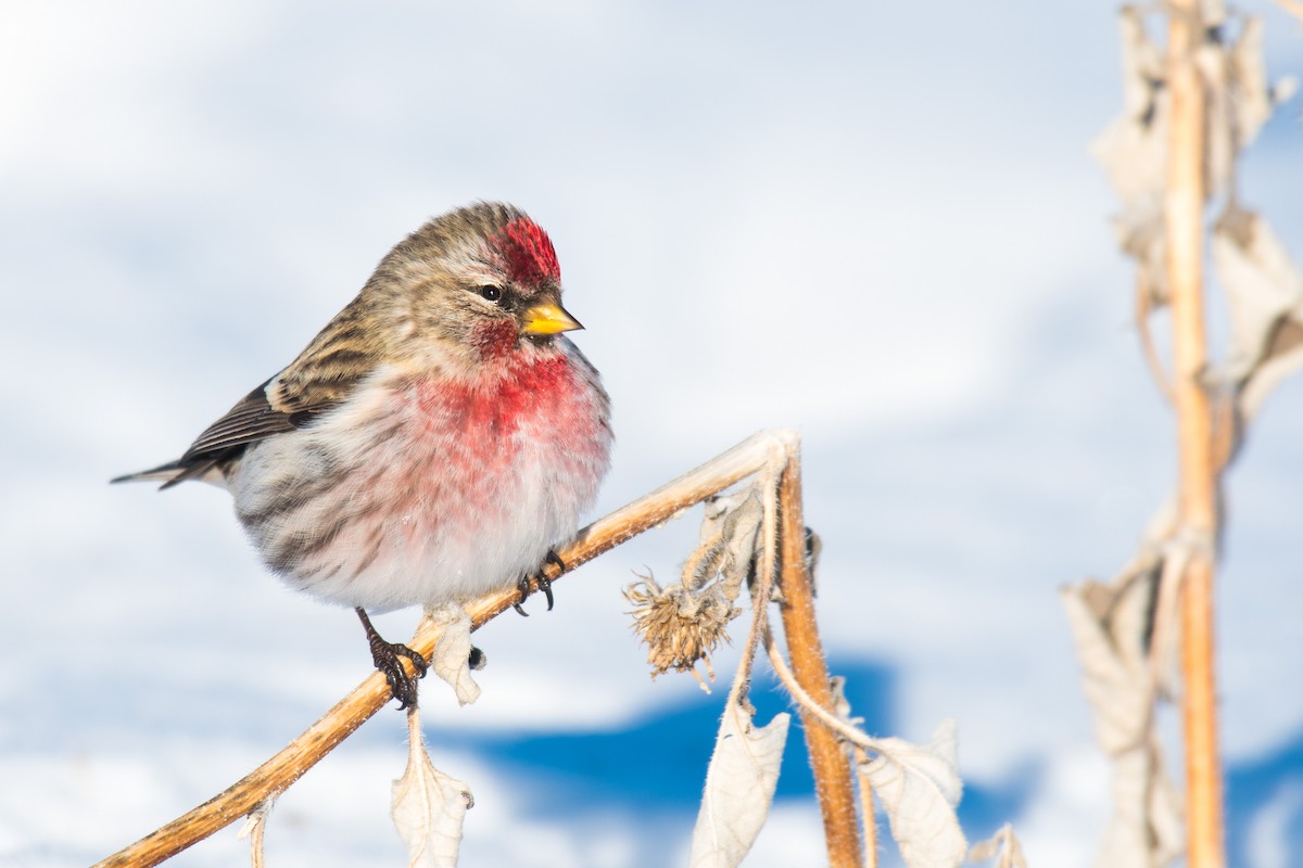 Redpoll (Common) - ML407326501
