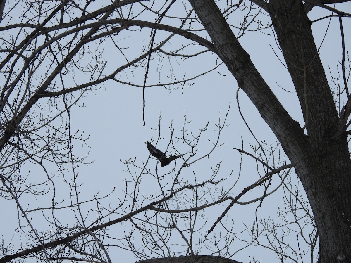 Golden Eagle - ML407326801