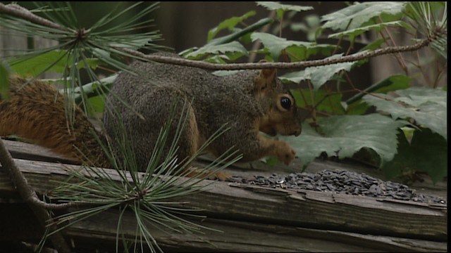 eastern fox squirrel - ML407328