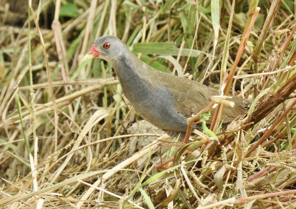 Paint-billed Crake - ML407328641