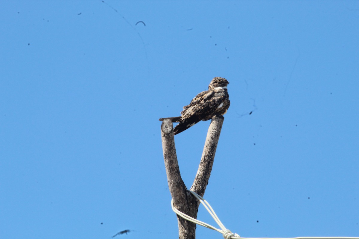 Common Nighthawk - Evelin Amador Soto