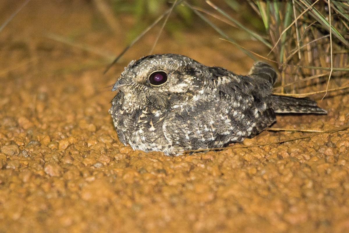 Sickle-winged Nightjar - ML407330501