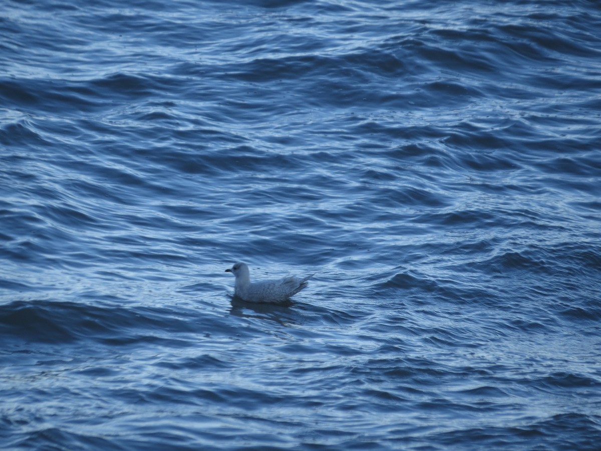 Iceland Gull (kumlieni) - ML407332301