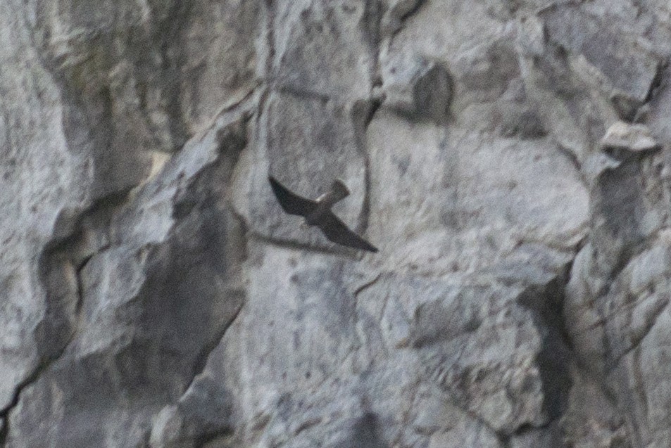 Сапсан - ML407333411