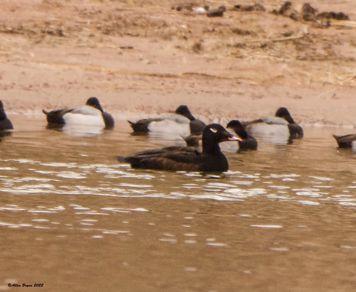 White-winged Scoter - ML407333521