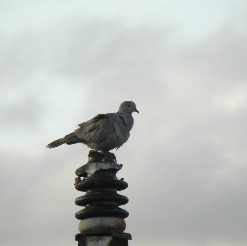 Eurasian Collared-Dove - ML407334171