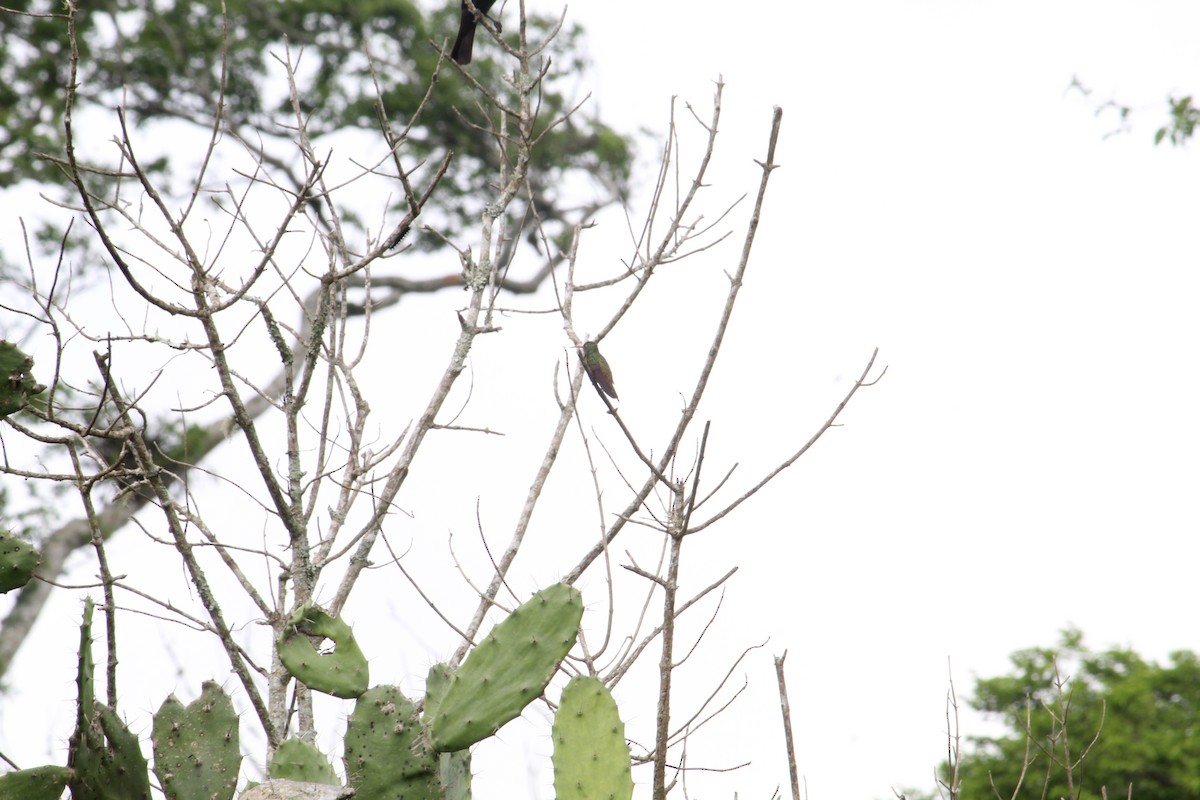 kolibřík yukatanský - ML407334211