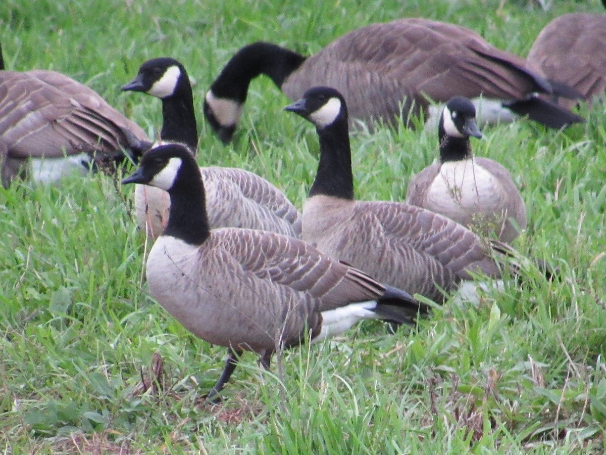 Cackling Goose - ML407336271