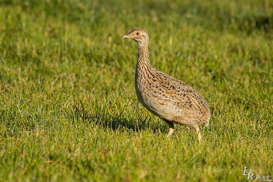 Tinamú Manchado - ML407338321