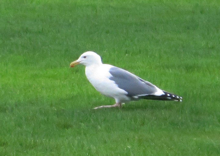 Western Gull - Dwight Porter