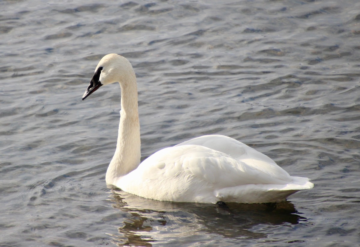 Trumpeter Swan - ML407340591