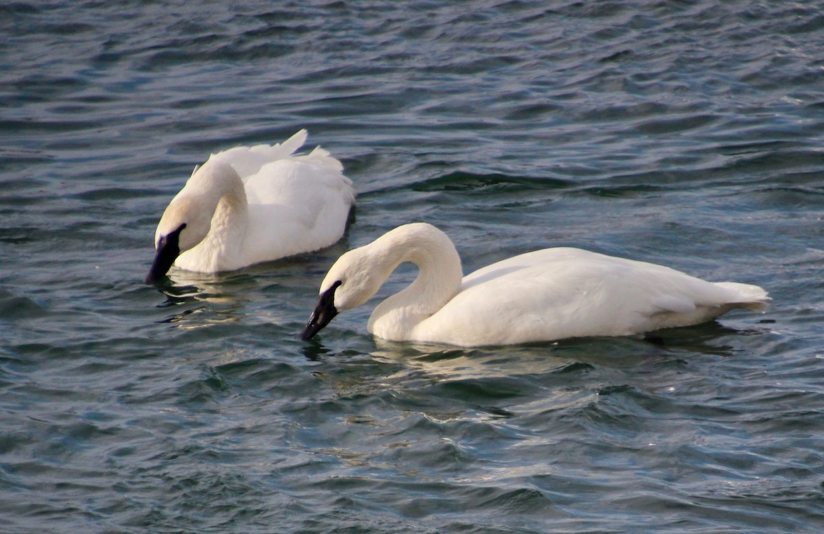 Trumpeter Swan - ML407340671