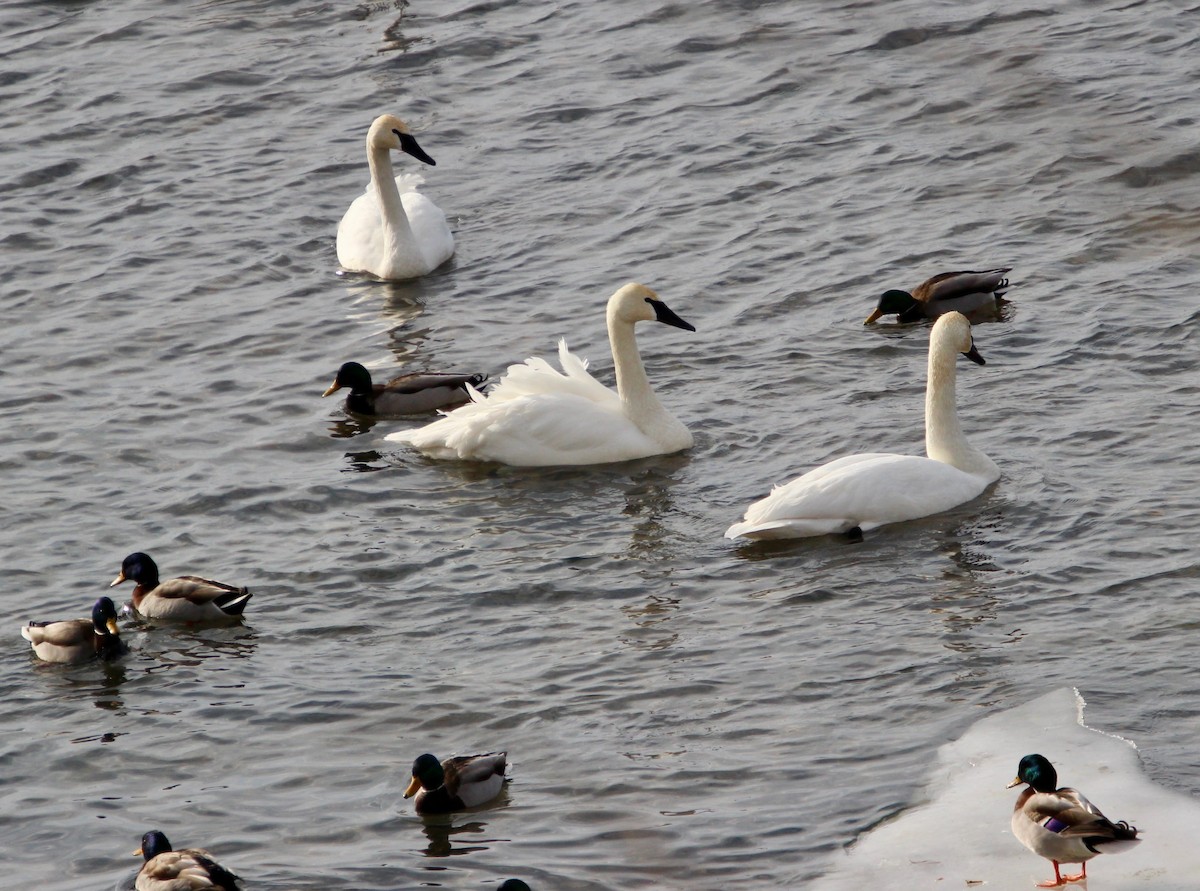 Trumpeter Swan - ML407340851