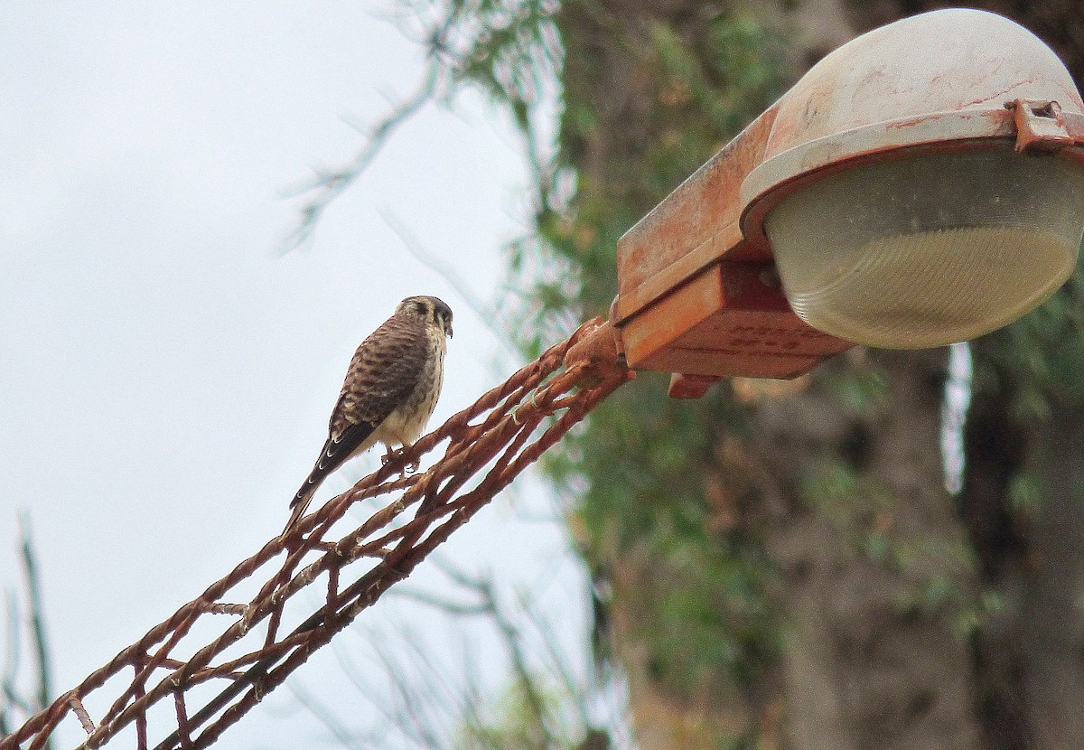 American Kestrel - ML407340861