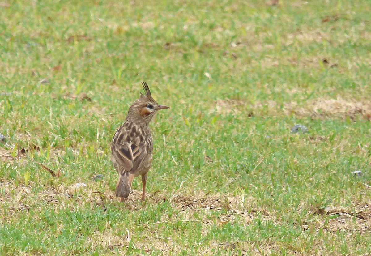 Lark-like Brushrunner - Pablo Hernan Capovilla