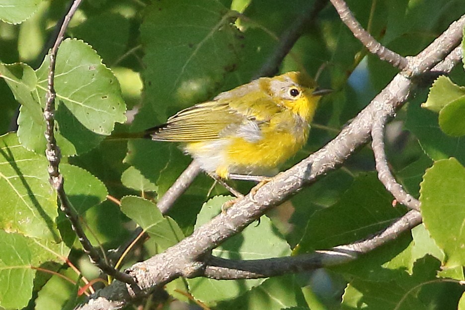 Yellow Warbler - Christopher Escott