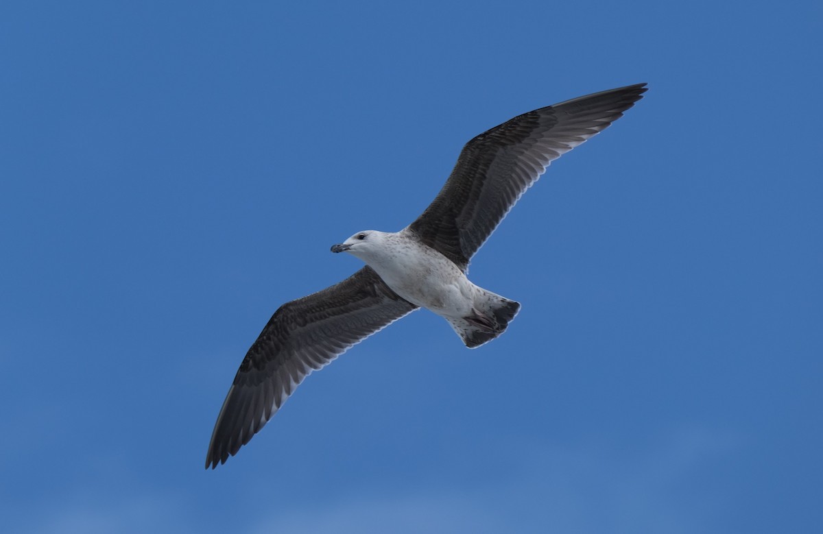 Lesser Black-backed Gull - ML407342721