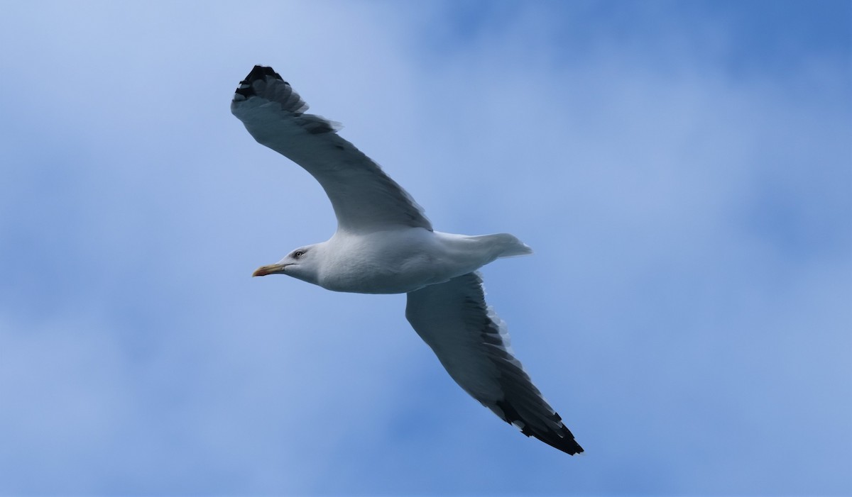 Lesser Black-backed Gull - ML407342851