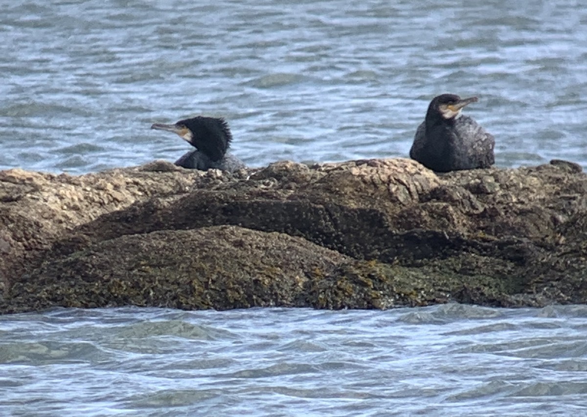 Great Cormorant - ML407342951