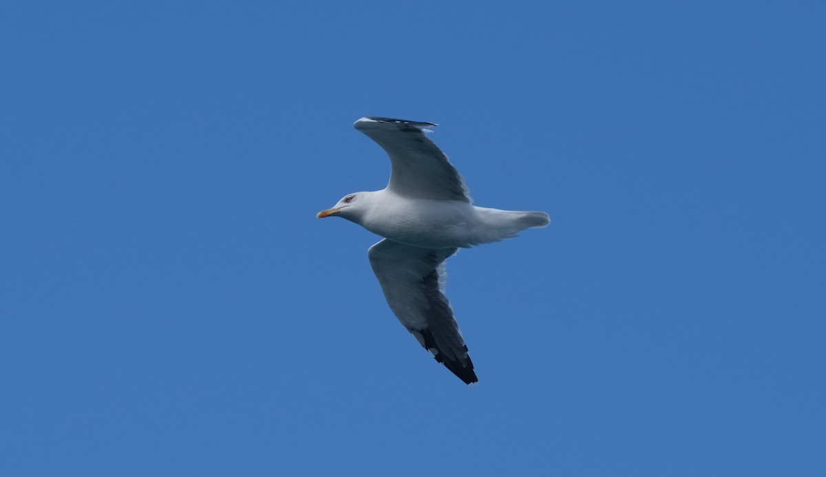 Lesser Black-backed Gull - ML407343091