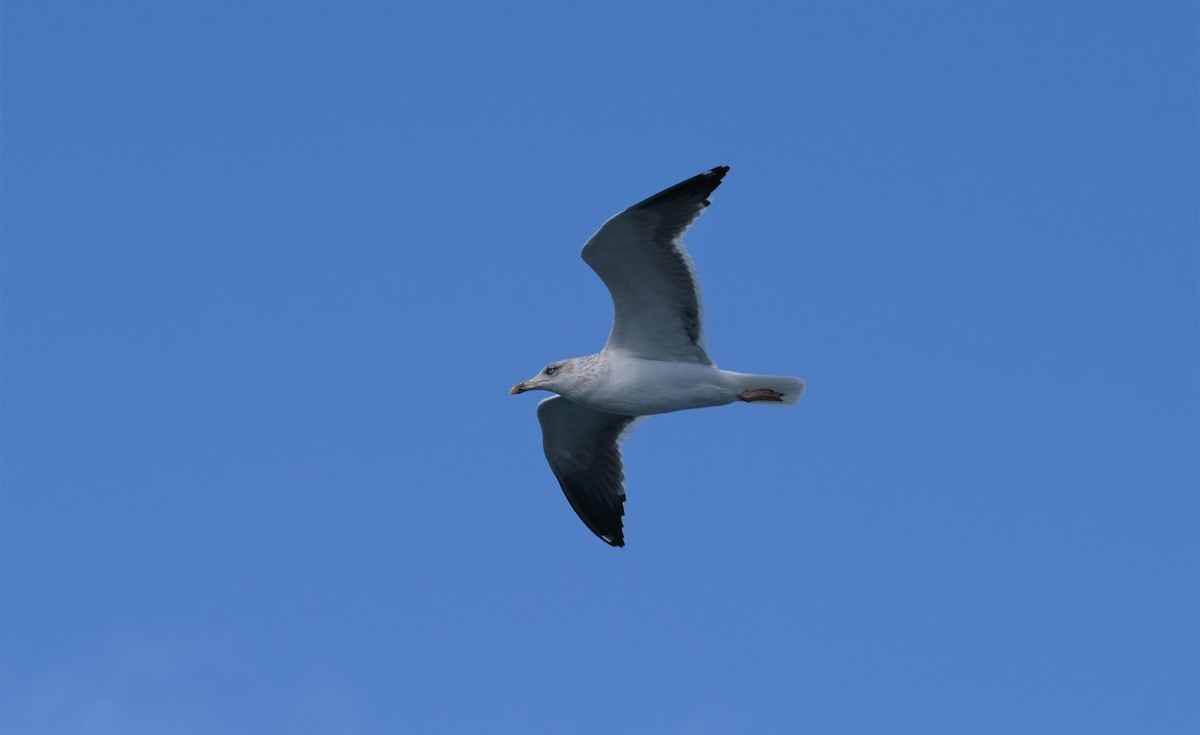 Lesser Black-backed Gull - ML407343241