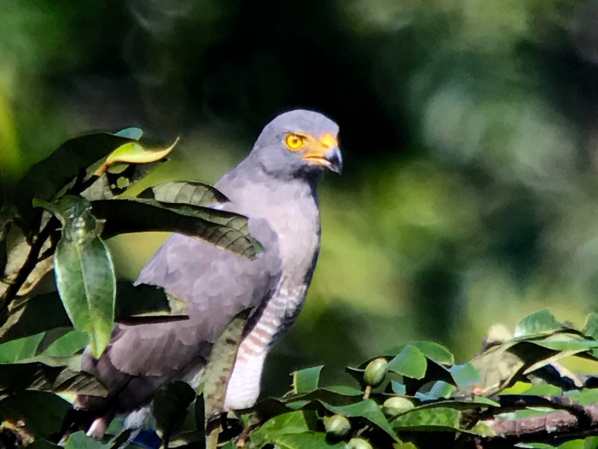 Roadside Hawk - ML40734481